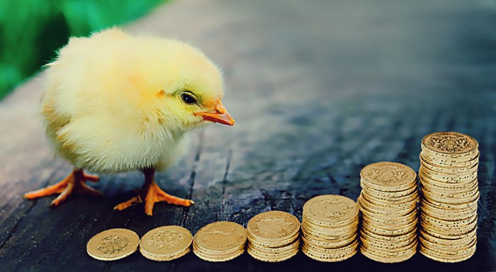 Fundo Eficaz de Defesa Animal