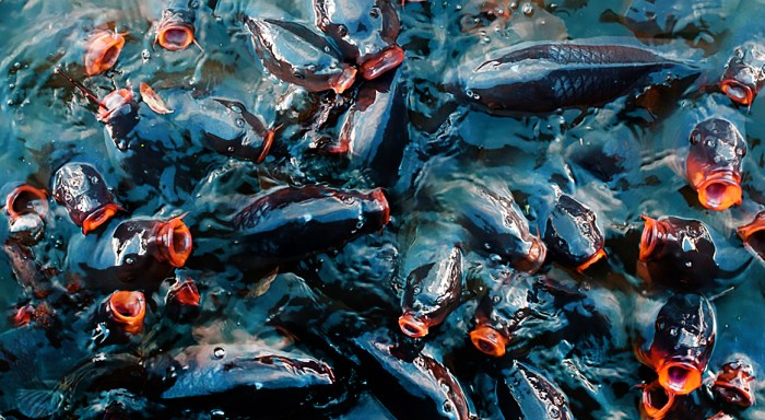 Proteger_animais_selvagens3