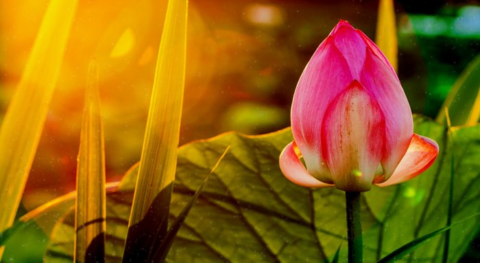 Psicologia.altruismo.moral_