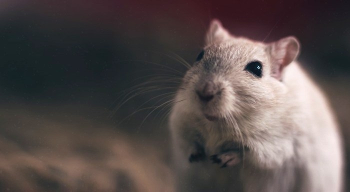 sofrimentoanimaisselvagens(19)