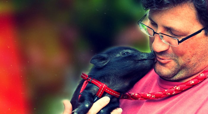 10 de Defesa dos Animais.fx