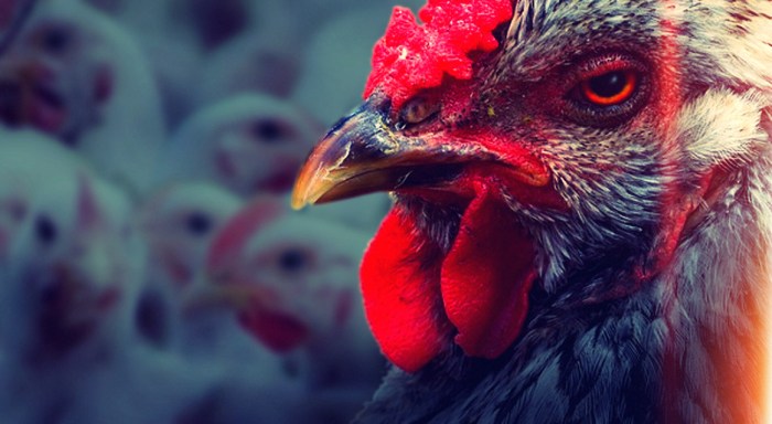 Coronavírus-pecuária-insdustrial.fx