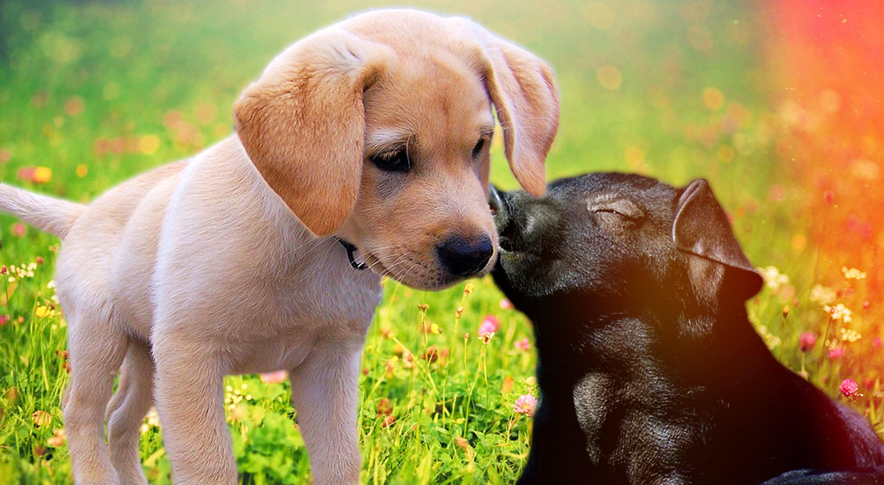 Argumentos contra especismo.fx