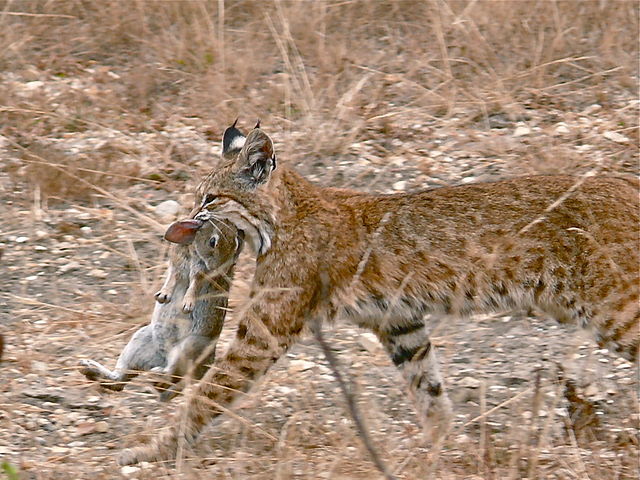 bobcat_having_caught_a_rabbit