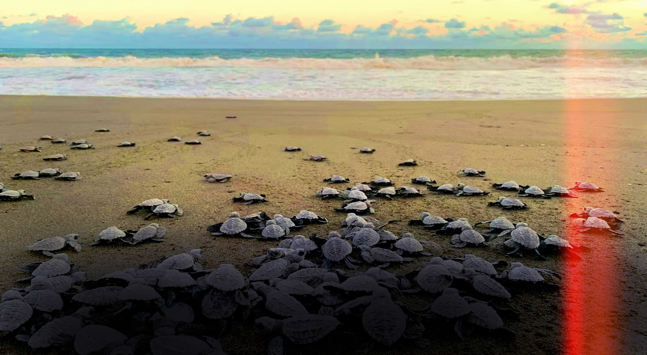 Ajudar Animais Selvagens.fx