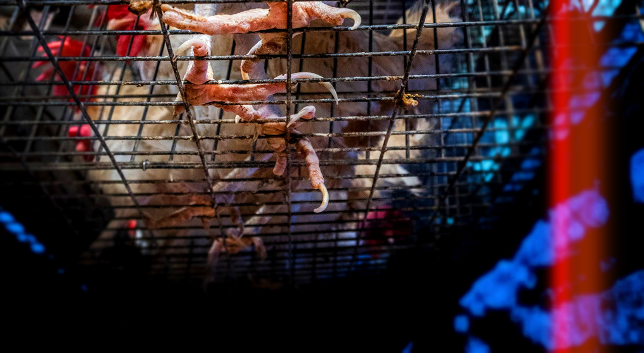 Pecuária-10 anos.fx