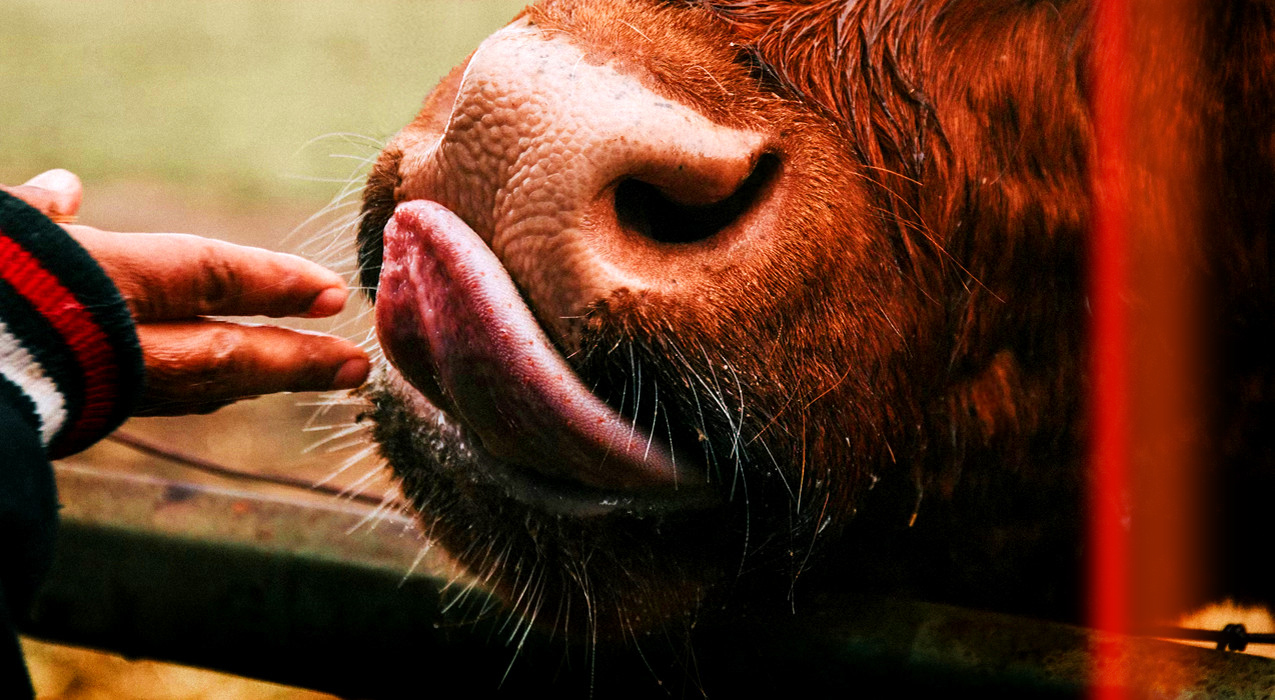 Bem-Estar Animal 6mints.fx