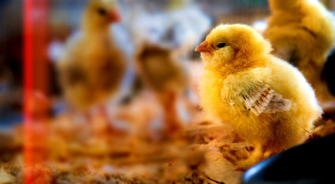 amar torturar animais.fx