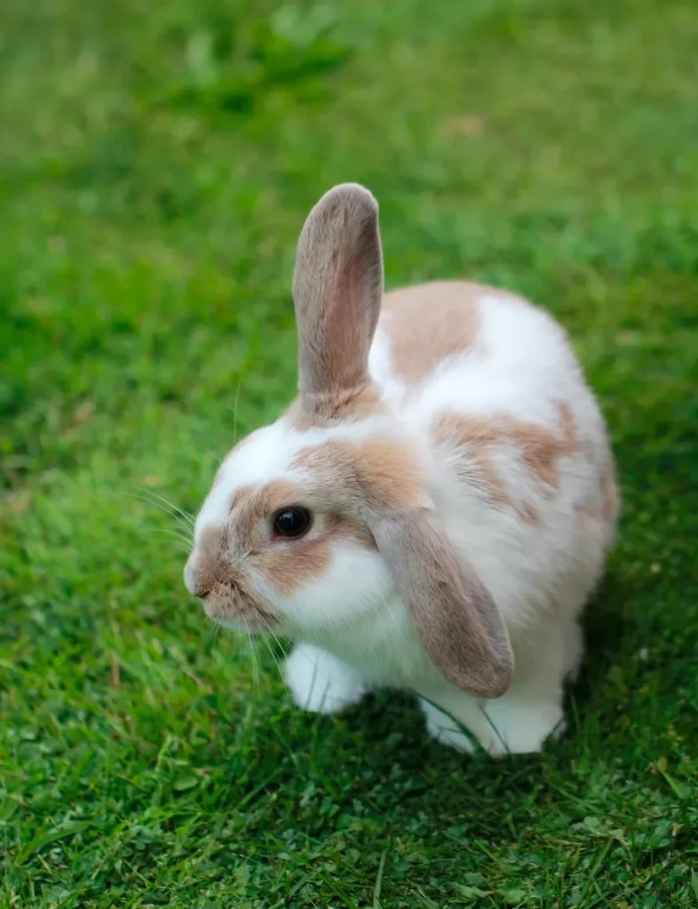 floppy-bunny-786x1024